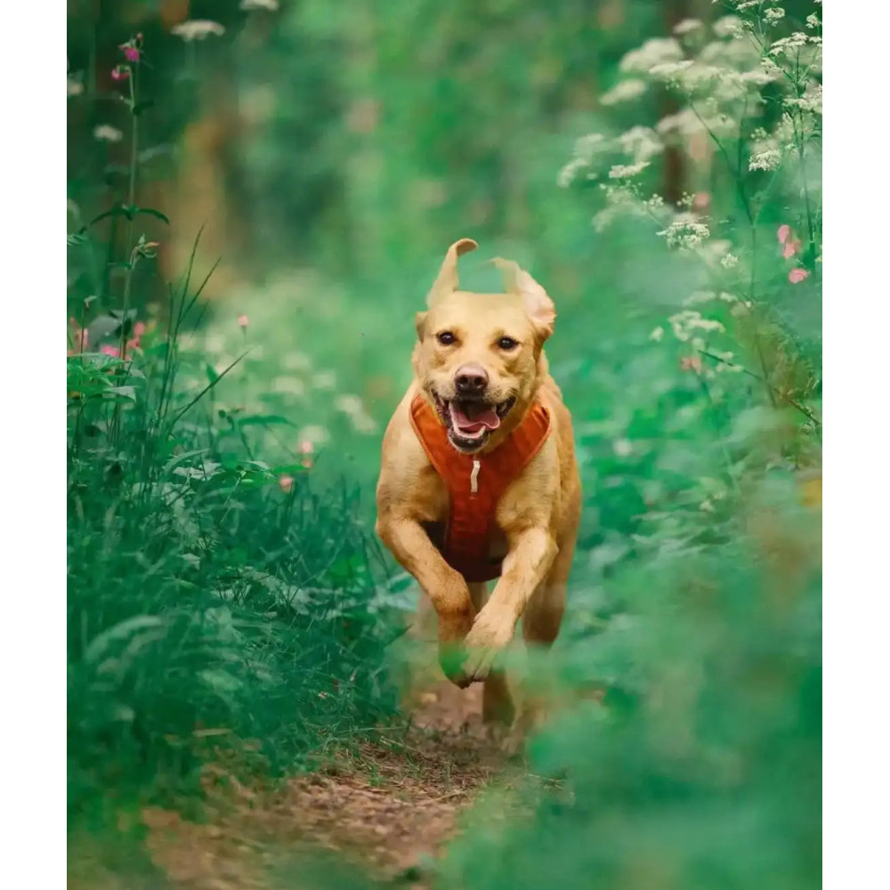 Шлея для собак Woolly Wolf Roam Harness Terracotta Ripple, XS