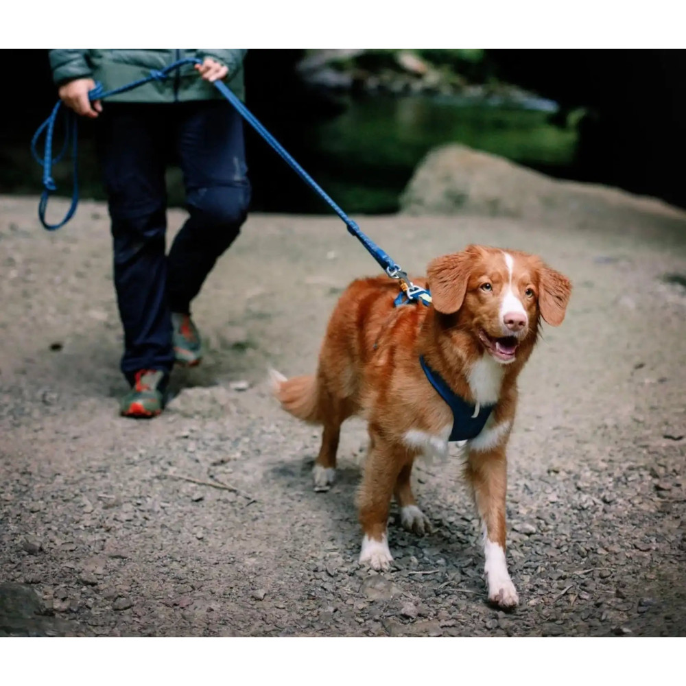 Шлея для собак Roam Woolly Wolf Deep Teal, XS