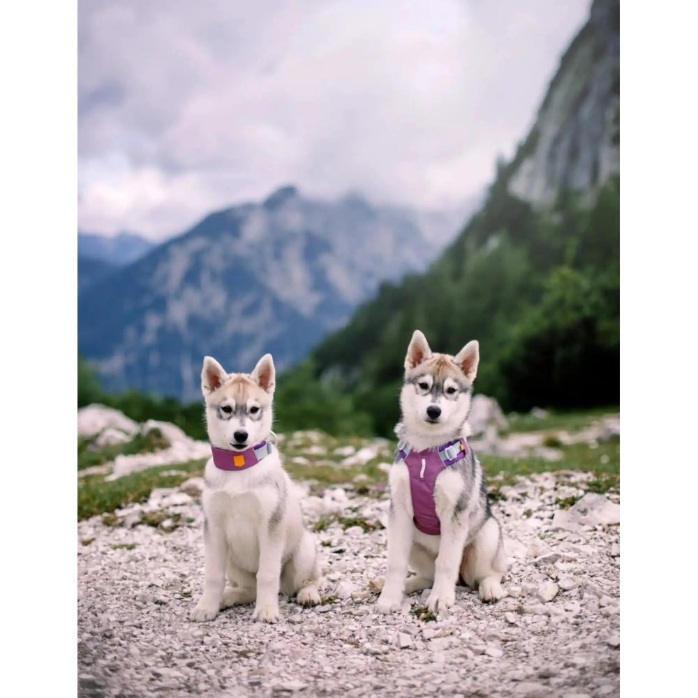 Нашийник для собак Alpha 360 Woolly Wolf Mauve Mix, S