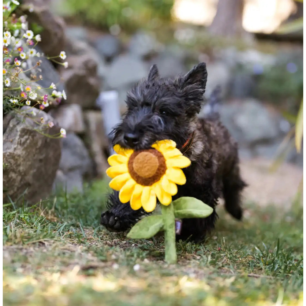 Іграшка для собак Blooming Buddies Collection - Sassy Sunflower Pet Play