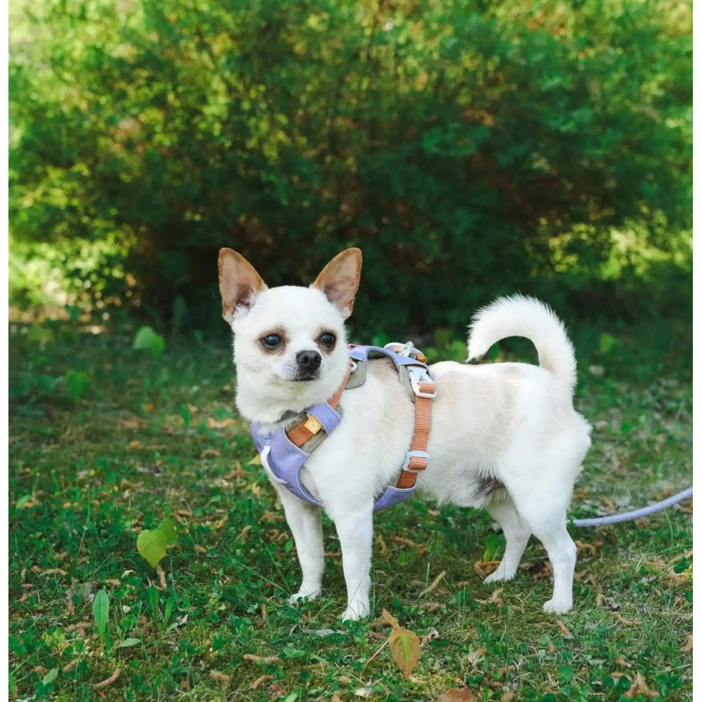 Шлея для собак Woolly Wolf Alpha 360 Harness Lavender Mix, XS