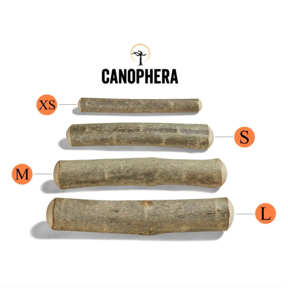 Палиця з оливкового дерева Canophera - XXS