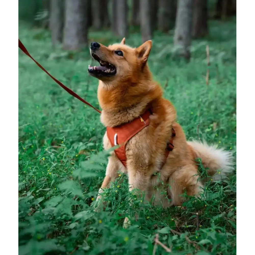 Шлея для собак Woolly Wolf Roam Harness Terracotta Ripple, XS
