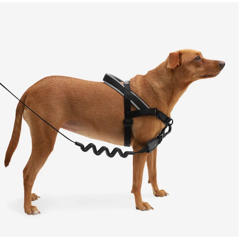 Шлея для собак Zee.Dog - GOTHAM SOFTER WALK HARNESS, S