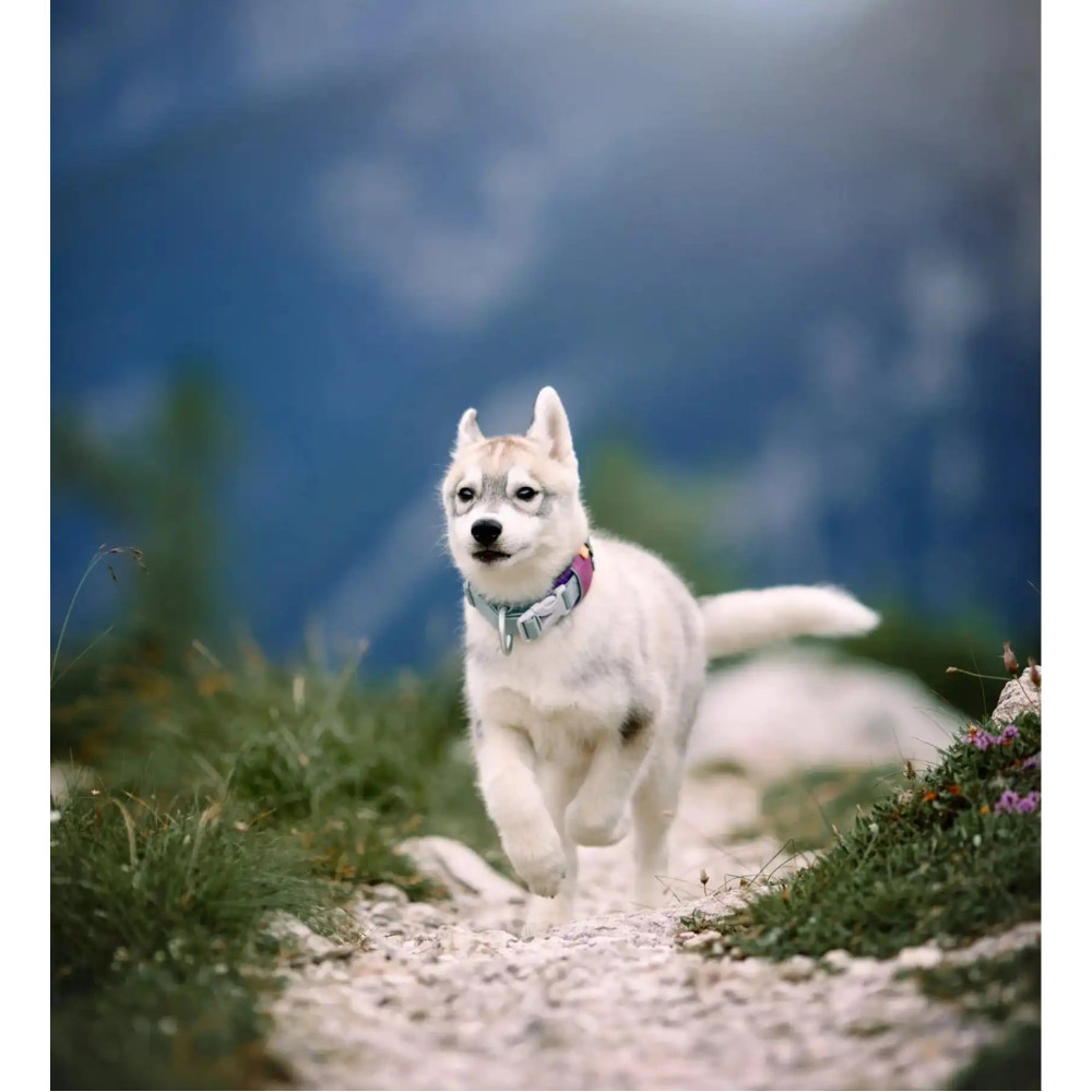 Нашийник для собак Alpha 360 Woolly Wolf Mauve Mix, S