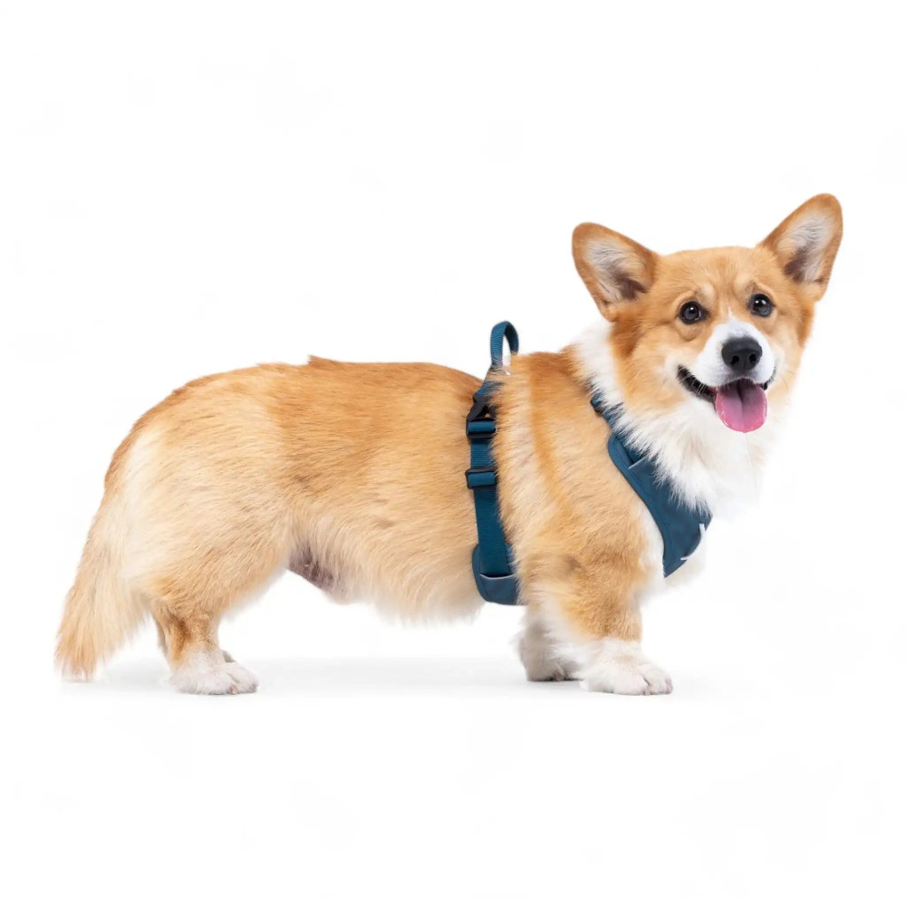 Шлея для собак Roam Woolly Wolf Deep Teal, XS