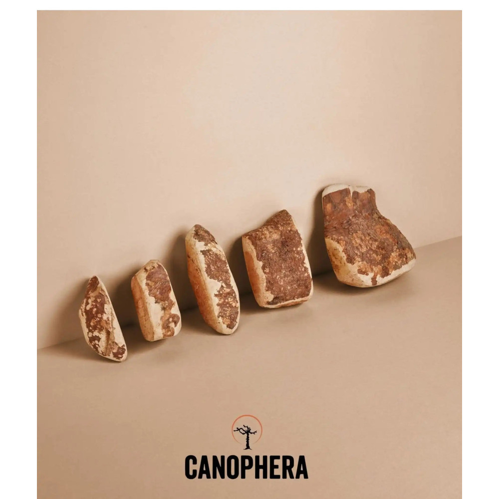 Корінь вересу Canophera для собак, (15см) - S