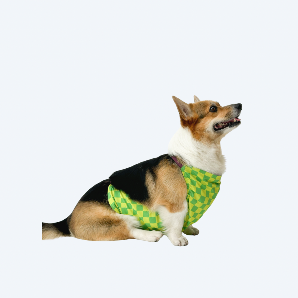 Напузник для коргі Snousey – Green, for-boy