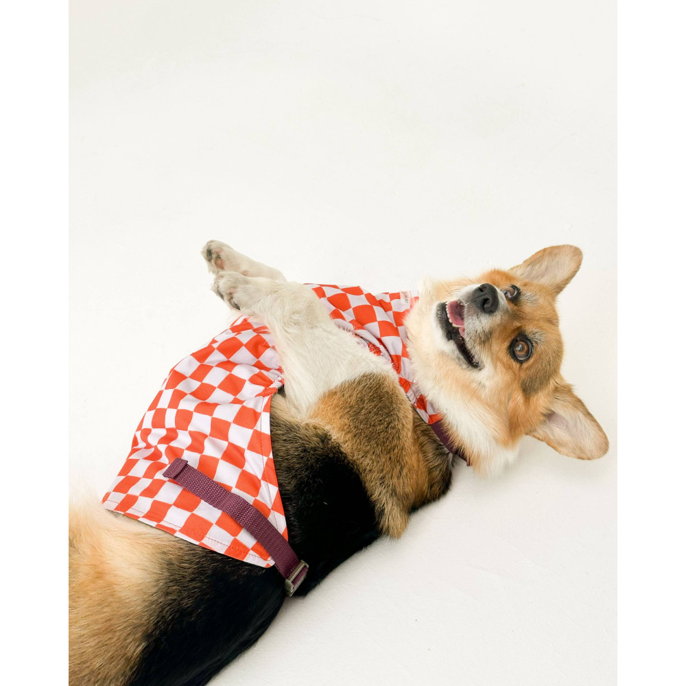 Напузник для коргі Snousey – Orange, for-boy