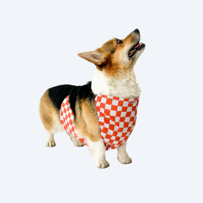 Напузник для коргі Snousey – Orange, for-boy