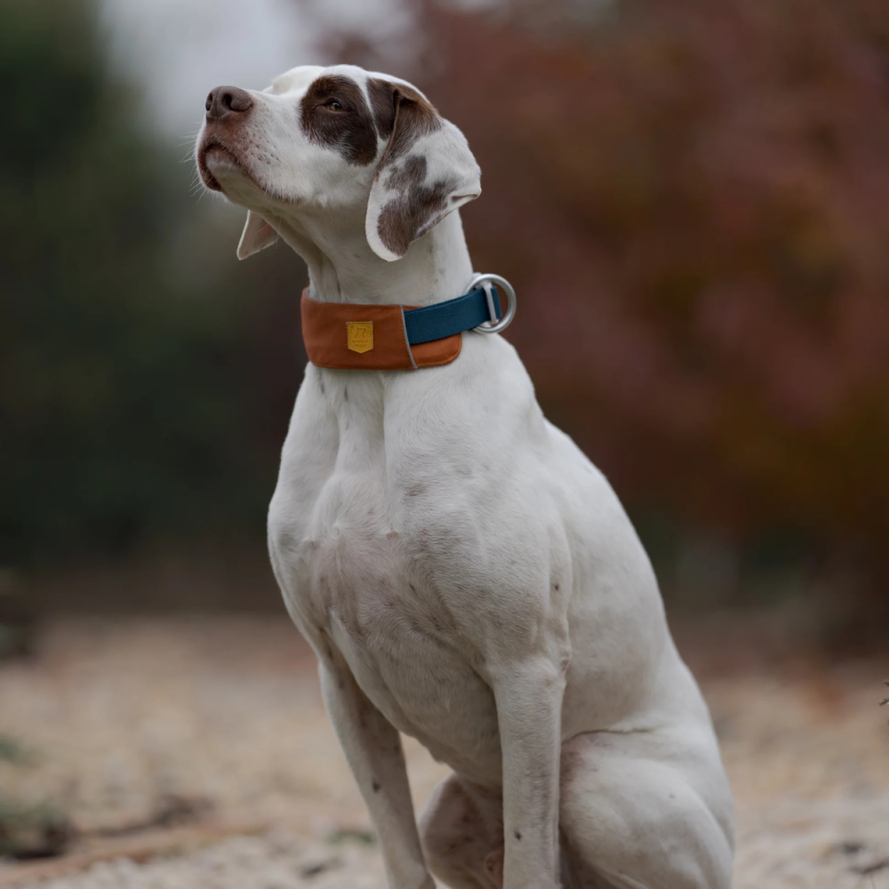 Нашийник Woolly Wolf Alpha 360 Collar Glacier Terracotta Mix, S