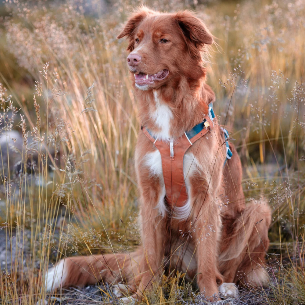Шлея для собак Woolly Wolf Alpha 360 Terracotta Mix, XS
