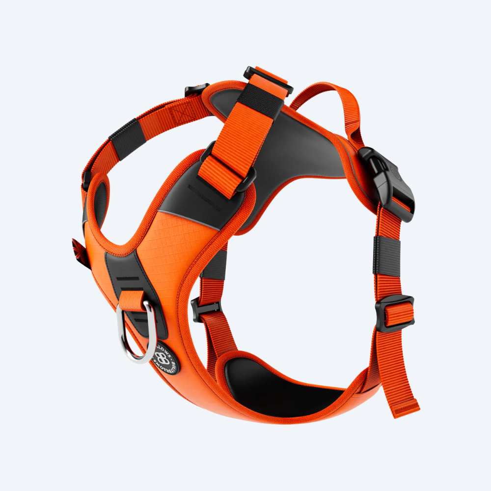Шлея для собак BullyBillows Hurricane Harness Orange, A