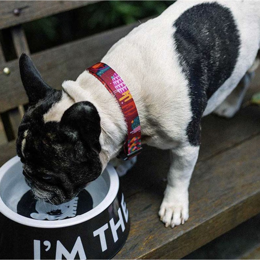 Миска меламінова I'M THE BOSS Zee.Dog - Zee.BLACK, S